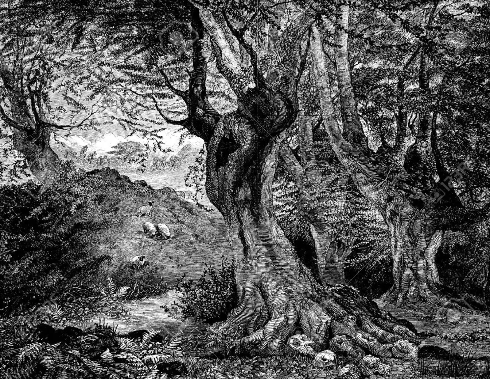La forêt dense — gravure du XIXᵉ siècle
